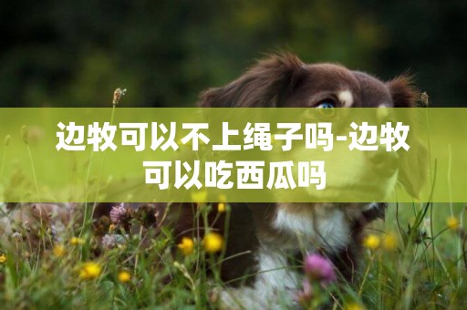邊牧可以不上繩子嗎-邊牧可以吃西瓜嗎
