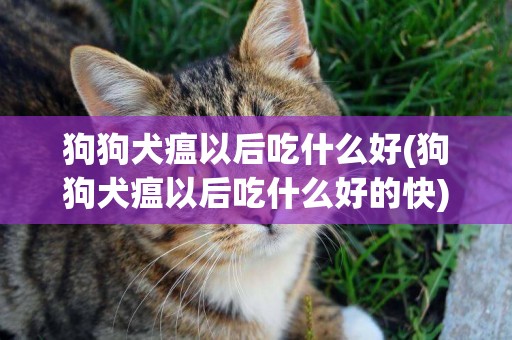 狗狗犬瘟以后吃什么好(狗狗犬瘟以后吃什么好的快)