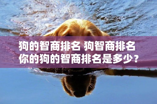 狗的智商排名 狗智商排名 你的狗的智商排名是多少？ 