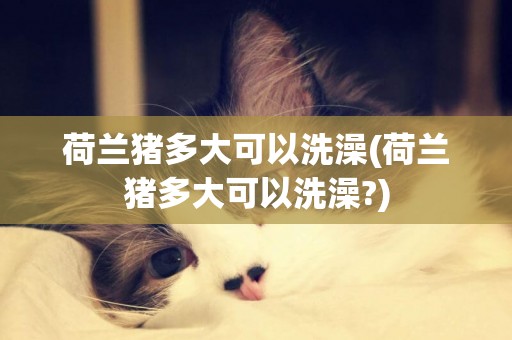 荷蘭豬多大可以洗澡(荷蘭豬多大可以洗澡?)