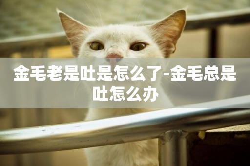 金毛老是吐是怎么了-金毛總是吐怎么辦