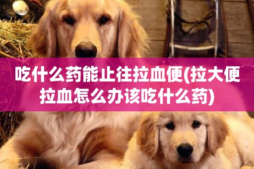 吃什么藥能止往拉血便(拉大便拉血怎么辦該吃什么藥)