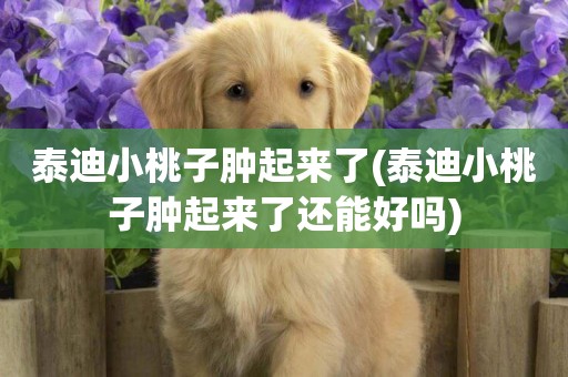 泰迪小桃子腫起來了(泰迪小桃子腫起來了還能好嗎)