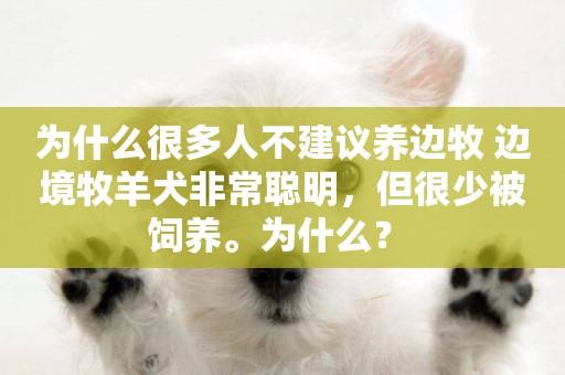 為什么很多人不建議養邊牧 邊境牧羊犬非常聰明，但很少被飼養。為什么？ 