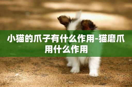 小貓的爪子有什么作用-貓磨爪用什么作用
