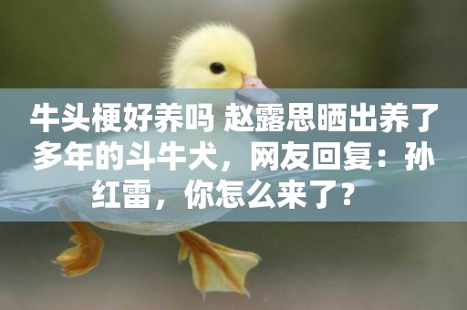 牛頭梗好養嗎 趙露思曬出養了多年的斗牛犬，網友回復：孫紅雷，你怎么來了？ 