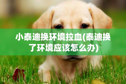 小泰迪換環境拉血(泰迪換了環境應該怎么辦)
