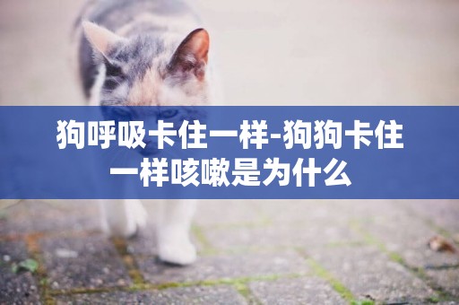 狗呼吸卡住一樣-狗狗卡住一樣咳嗽是為什么
