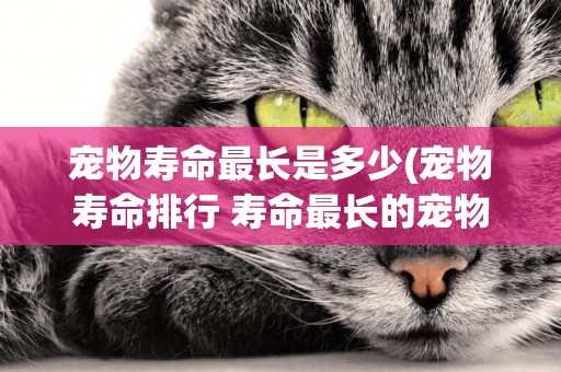 寵物壽命最長是多少(寵物壽命排行 壽命最長的寵物)