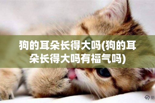 狗的耳朵長得大嗎(狗的耳朵長得大嗎有福氣嗎)