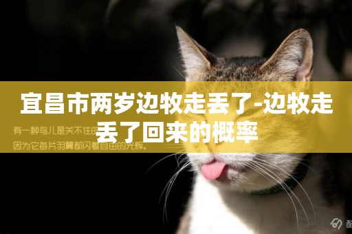 宜昌市兩歲邊牧走丟了-邊牧走丟了回來的概率
