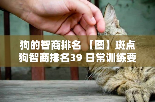 狗的智商排名 【圖】斑點狗智商排名39 日常訓練要注意這幾點 