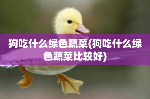 狗吃什么綠色蔬菜(狗吃什么綠色蔬菜比較好)