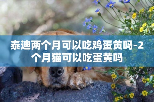 泰迪兩個月可以吃雞蛋黃嗎-2個月貓可以吃蛋黃嗎