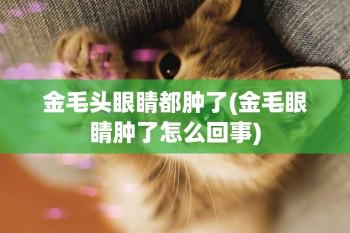 金毛頭眼睛都腫了(金毛眼睛腫了怎么回事)