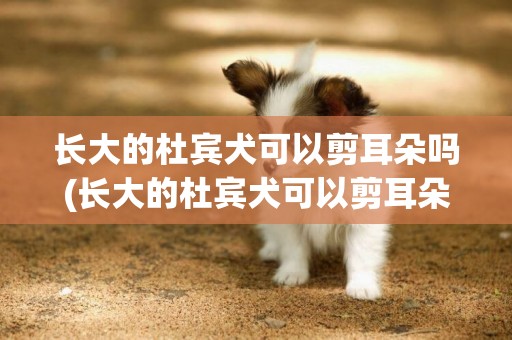 長大的杜賓犬可以剪耳朵嗎(長大的杜賓犬可以剪耳朵嗎多少錢)