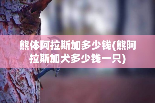 熊體阿拉斯加多少錢(熊阿拉斯加犬多少錢一只)