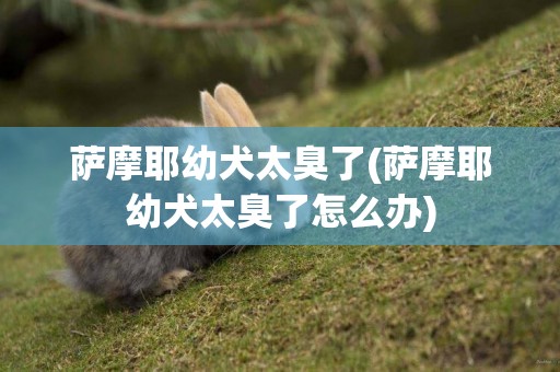 薩摩耶幼犬太臭了(薩摩耶幼犬太臭了怎么辦)