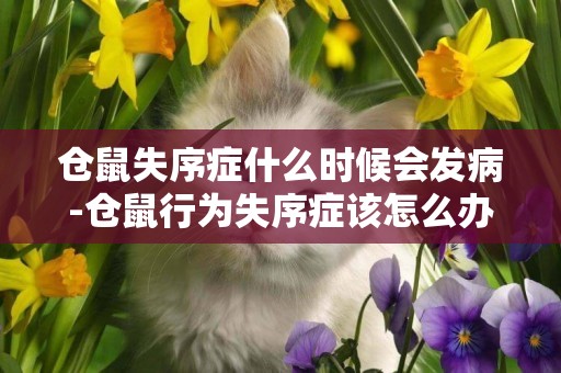 倉鼠失序癥什么時候會發病-倉鼠行為失序癥該怎么辦