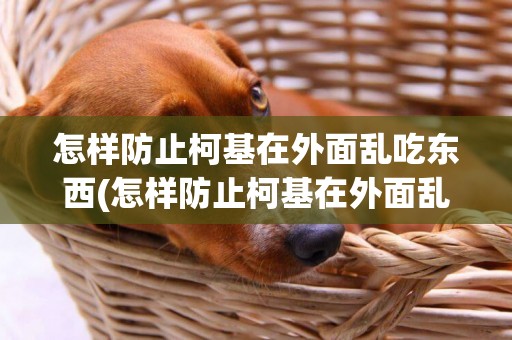 怎樣防止柯基在外面亂吃東西(怎樣防止柯基在外面亂吃東西不叫)