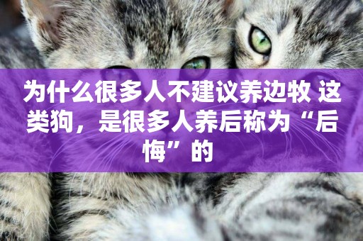 為什么很多人不建議養邊牧 這類狗，是很多人養后稱為“后悔”的 