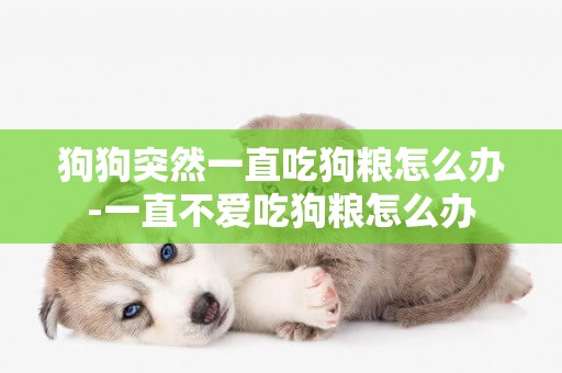 狗狗突然一直吃狗糧怎么辦-一直不愛吃狗糧怎么辦