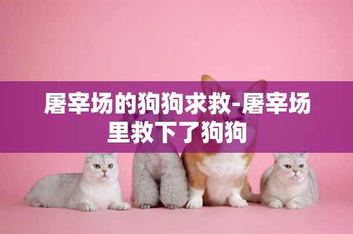 屠宰場的狗狗求救-屠宰場里救下了狗狗