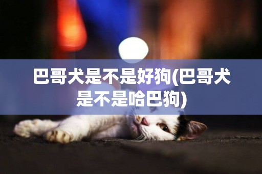 巴哥犬是不是好狗(巴哥犬是不是哈巴狗)
