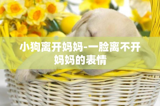 小狗離開媽媽-一臉離不開媽媽的表情