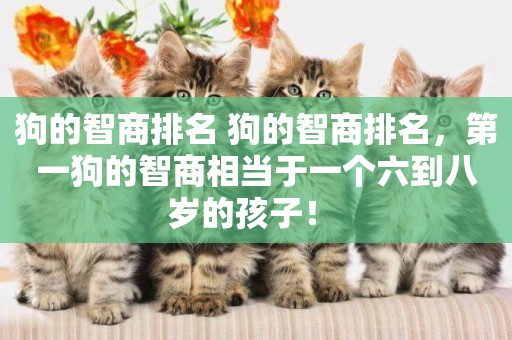 狗的智商排名 狗的智商排名，第一狗的智商相當于一個六到八歲的孩子！ 