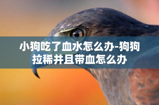 小狗吃了血水怎么辦-狗狗拉稀并且帶血怎么辦