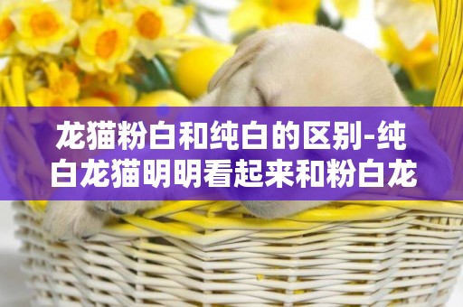 龍貓粉白和純白的區別-純白龍貓明明看起來和粉白龍貓差不多