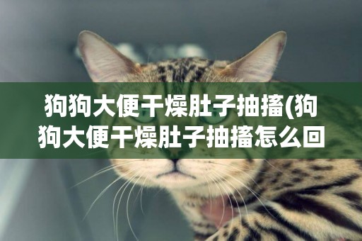 狗狗大便干燥肚子抽搐(狗狗大便干燥肚子抽搐怎么回事)