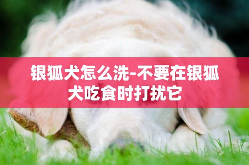 銀狐犬怎么洗-不要在銀狐犬吃食時打擾它