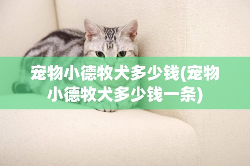 寵物小德牧犬多少錢(寵物小德牧犬多少錢一條)