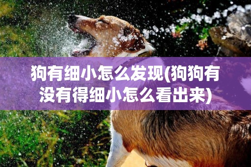 狗有細小怎么發現(狗狗有沒有得細小怎么看出來)