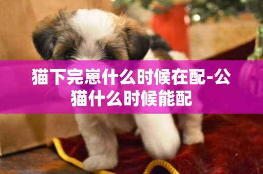 貓下完崽什么時候在配-公貓什么時候能配
