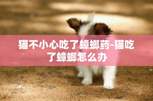 貓不小心吃了蟑螂藥-貓吃了蟑螂怎么辦
