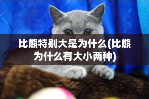 比熊特別大是為什么(比熊為什么有大小兩種)