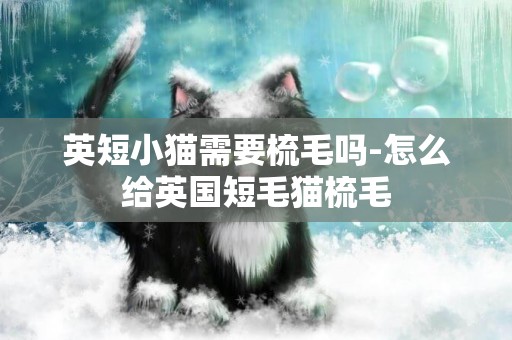 英短小貓需要梳毛嗎-怎么給英國短毛貓梳毛