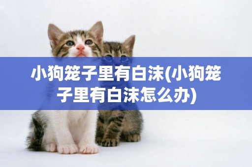 小狗籠子里有白沫(小狗籠子里有白沫怎么辦)