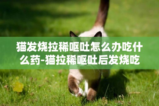 貓發燒拉稀嘔吐怎么辦吃什么藥-貓拉稀嘔吐后發燒吃什么藥