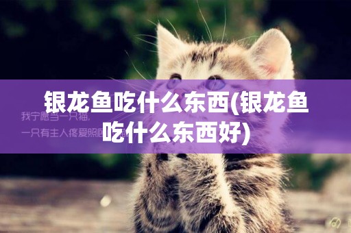銀龍魚吃什么東西(銀龍魚吃什么東西好)