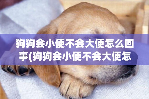 狗狗會小便不會大便怎么回事(狗狗會小便不會大便怎么回事兒)