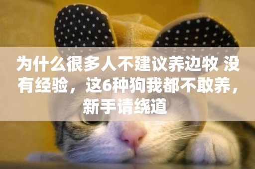 為什么很多人不建議養邊牧 沒有經驗，這6種狗我都不敢養，新手請繞道 