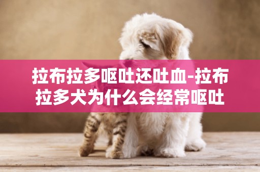 拉布拉多嘔吐還吐血-拉布拉多犬為什么會經常嘔吐