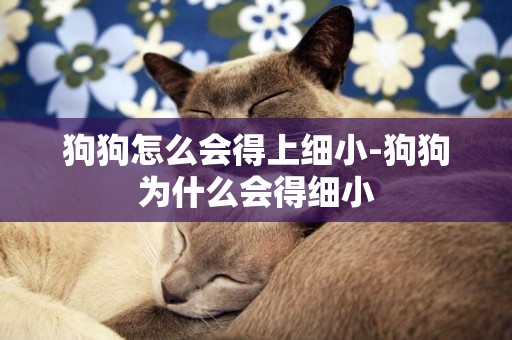 狗狗怎么會得上細小-狗狗為什么會得細小