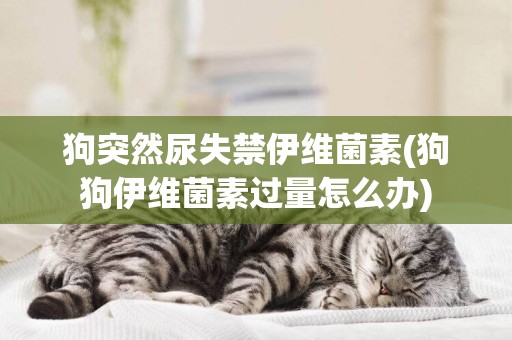 狗突然尿失禁伊維菌素(狗狗伊維菌素過量怎么辦)