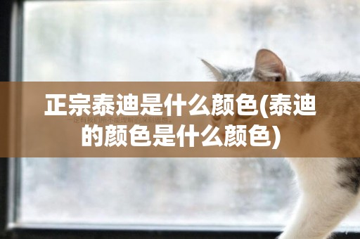 正宗泰迪是什么顏色(泰迪的顏色是什么顏色)