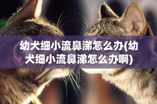 幼犬細小流鼻涕怎么辦(幼犬細小流鼻涕怎么辦啊)